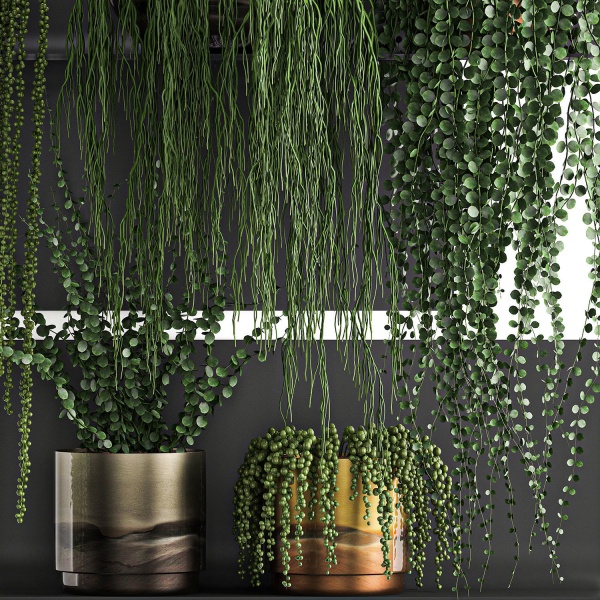 Vertical gardening on wall shelves 61