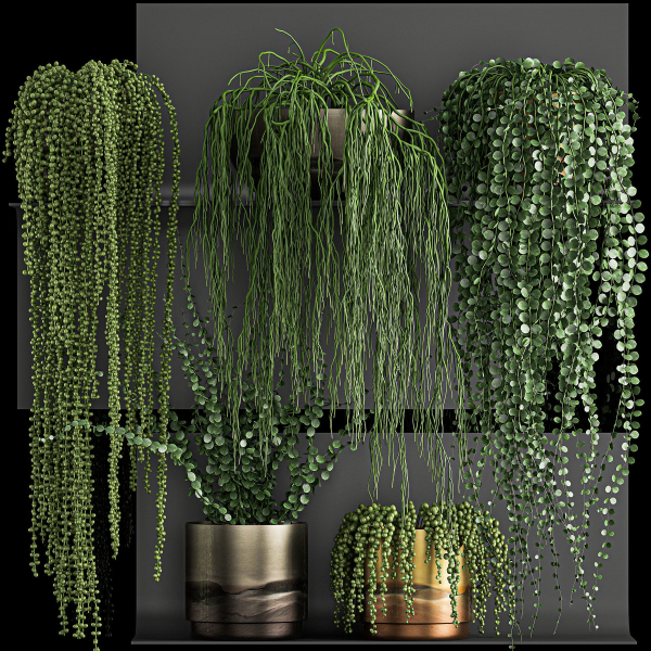 Vertical gardening on wall shelves 61