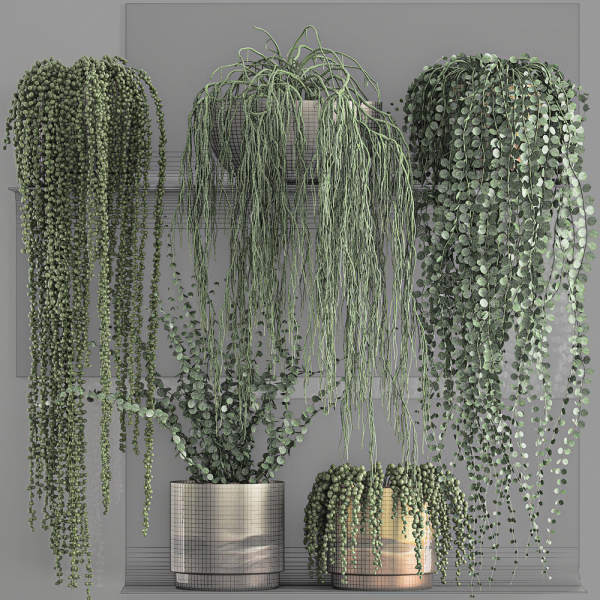 Vertical gardening on wall shelves 61