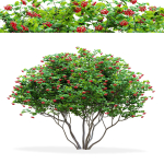Viburnum berries multistem