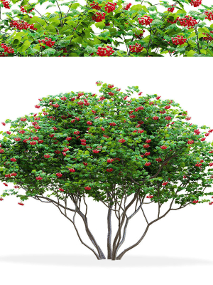 Viburnum berries multistem