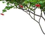 Viburnum berries multistem