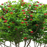 Viburnum berries multistem