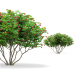 Viburnum berries multistem