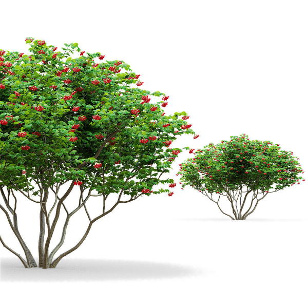 Viburnum berries multistem
