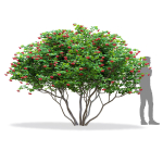 Viburnum berries multistem