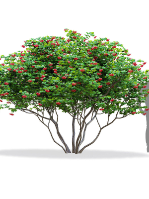 viburnum-berries-multistem-3d-model-e9e4a4c9a0
