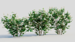 Viburnum dentatum a