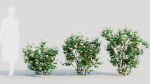 Viburnum dentatum a