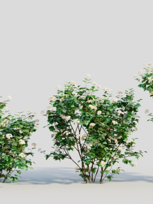 Viburnum dentatum a
