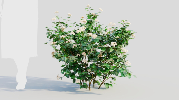 Viburnum dentatum a