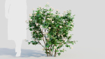 Viburnum dentatum a