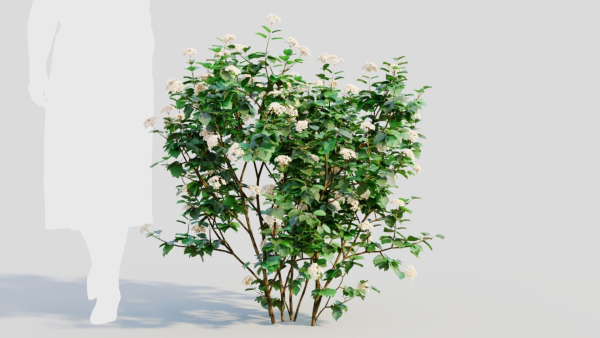 Viburnum dentatum a