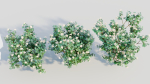Viburnum dentatum a