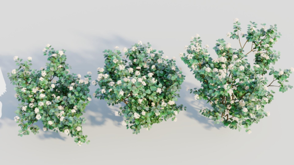 Viburnum dentatum a