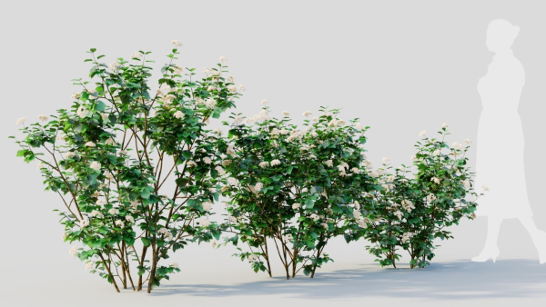 Viburnum dentatum a