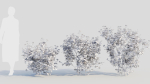 Viburnum dentatum a