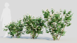 Viburnum dentatum a