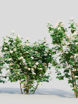 viburnum-dentatum-a-3d-model-e9f323a276