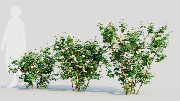 Viburnum dentatum a