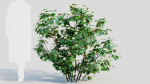 Viburnum dentatum b