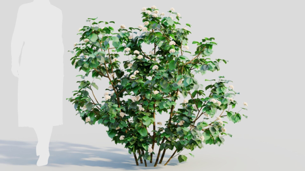 Viburnum dentatum b