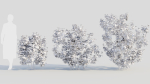 Viburnum dentatum b