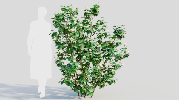 Viburnum dentatum b