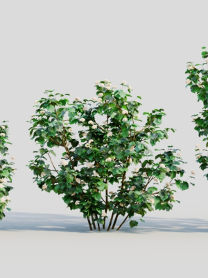 Viburnum dentatum b