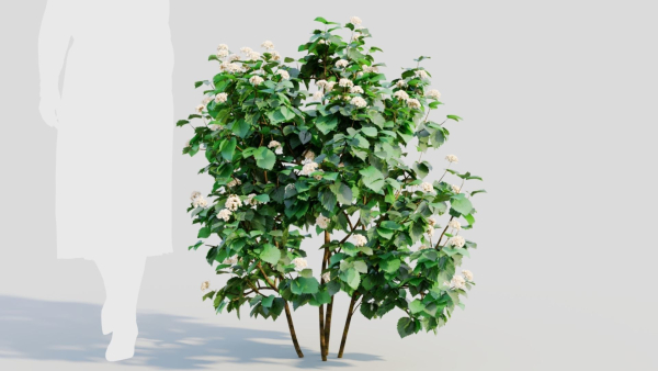 Viburnum dentatum b