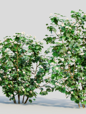 viburnum-dentatum-b-3d-model-b2b2e94aa2