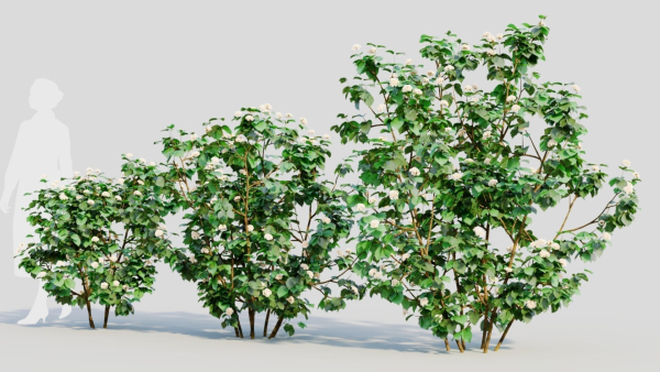 Viburnum dentatum b