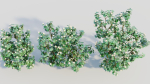 Viburnum dentatum b
