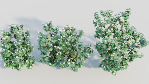 Viburnum dentatum b