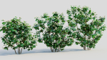 Viburnum dentatum b