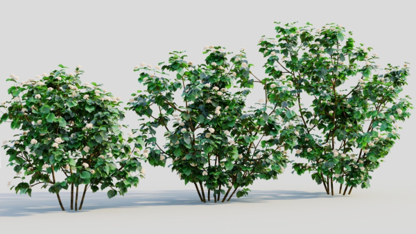 Viburnum dentatum b