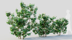 Viburnum dentatum b