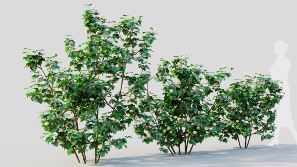 Viburnum dentatum b
