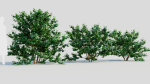 Viburnum dentatum c