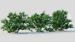 Viburnum dentatum c