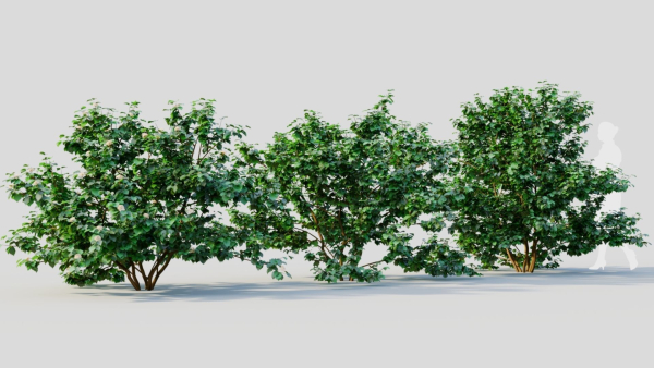 Viburnum dentatum c