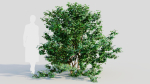 Viburnum dentatum c