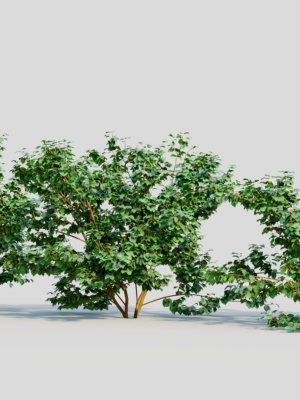 viburnum-dentatum-c-3d-model-310e228775