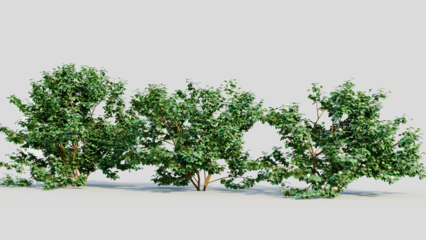 Viburnum dentatum c