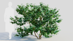 Viburnum dentatum c
