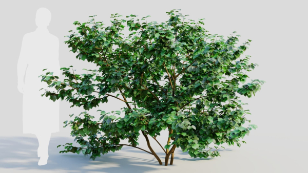 Viburnum dentatum c