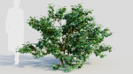 Viburnum dentatum c