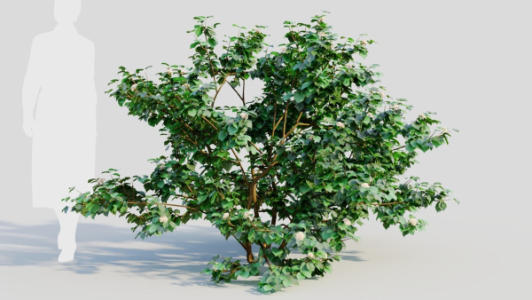 Viburnum dentatum c