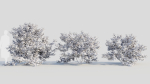 Viburnum dentatum c