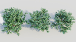 Viburnum dentatum c
